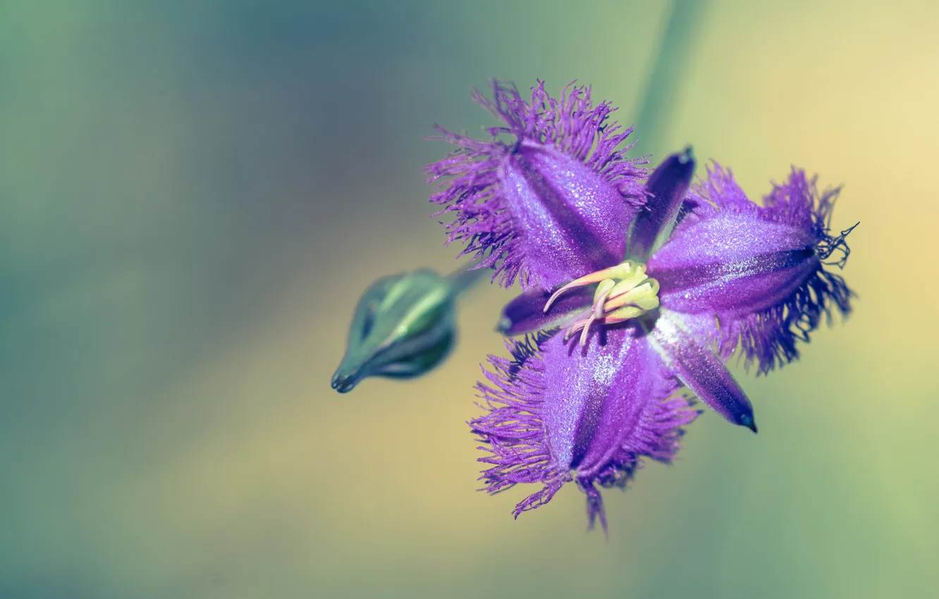 Photo wallpaper macro, background, flowers, Fleur Walton