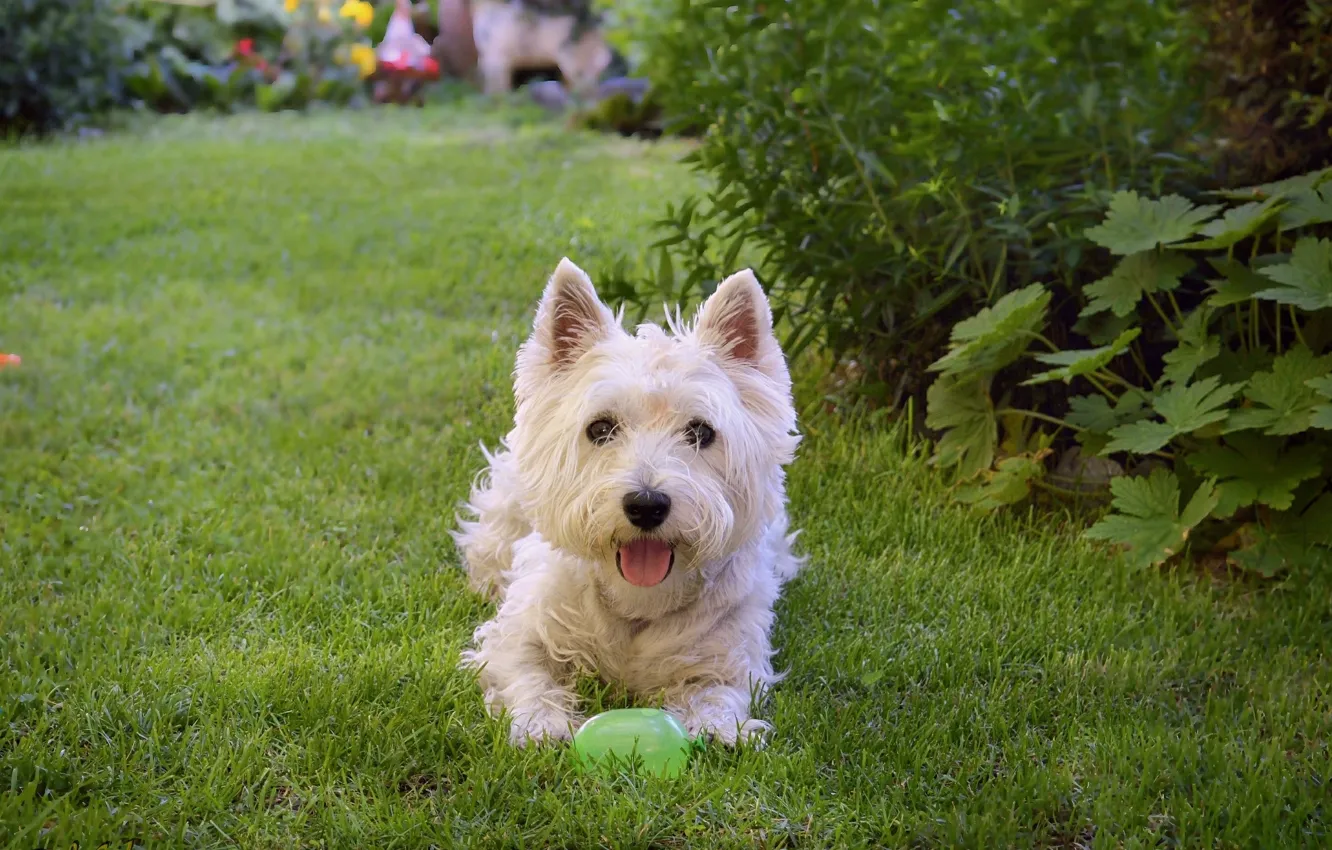 Photo wallpaper grass, grass, dog, dog, The West highland white Terrier