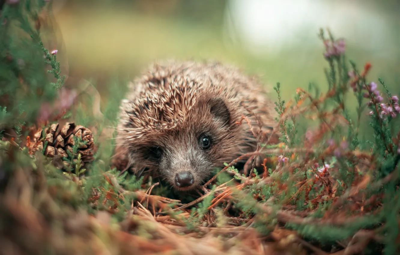 Photo wallpaper look, light, flowers, branches, glade, face, bumps, hedgehog