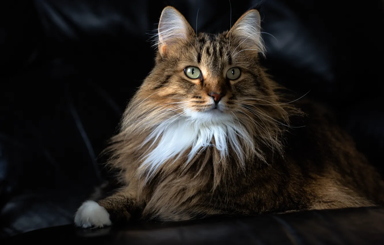 Photo wallpaper cat, cat, portrait