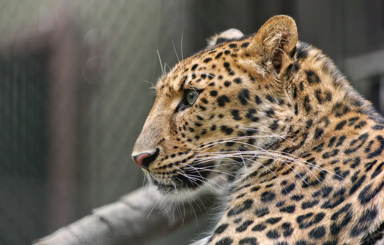 Photo wallpaper face, predator, spot, leopard, profile, fur, color, wild cat