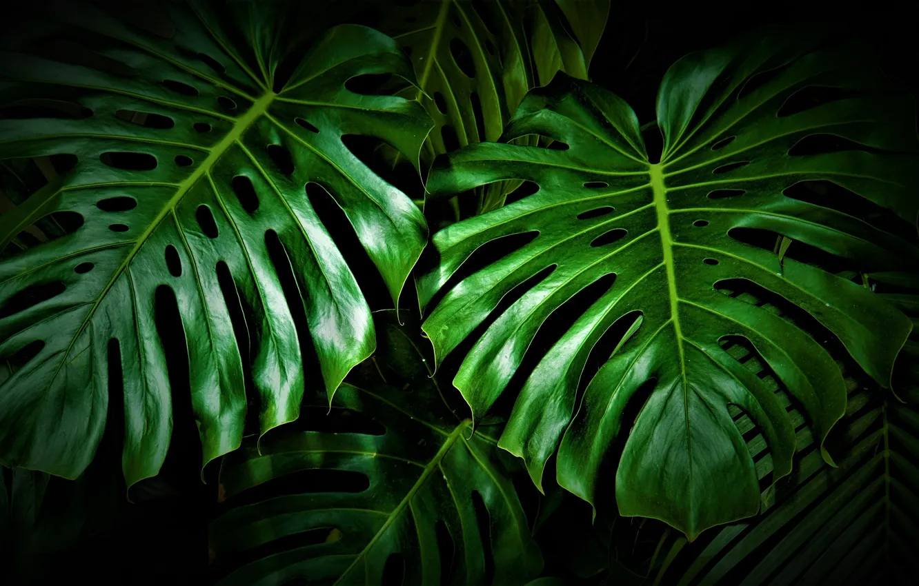 Photo wallpaper leaves, green, the dark background, plant, monster, carved