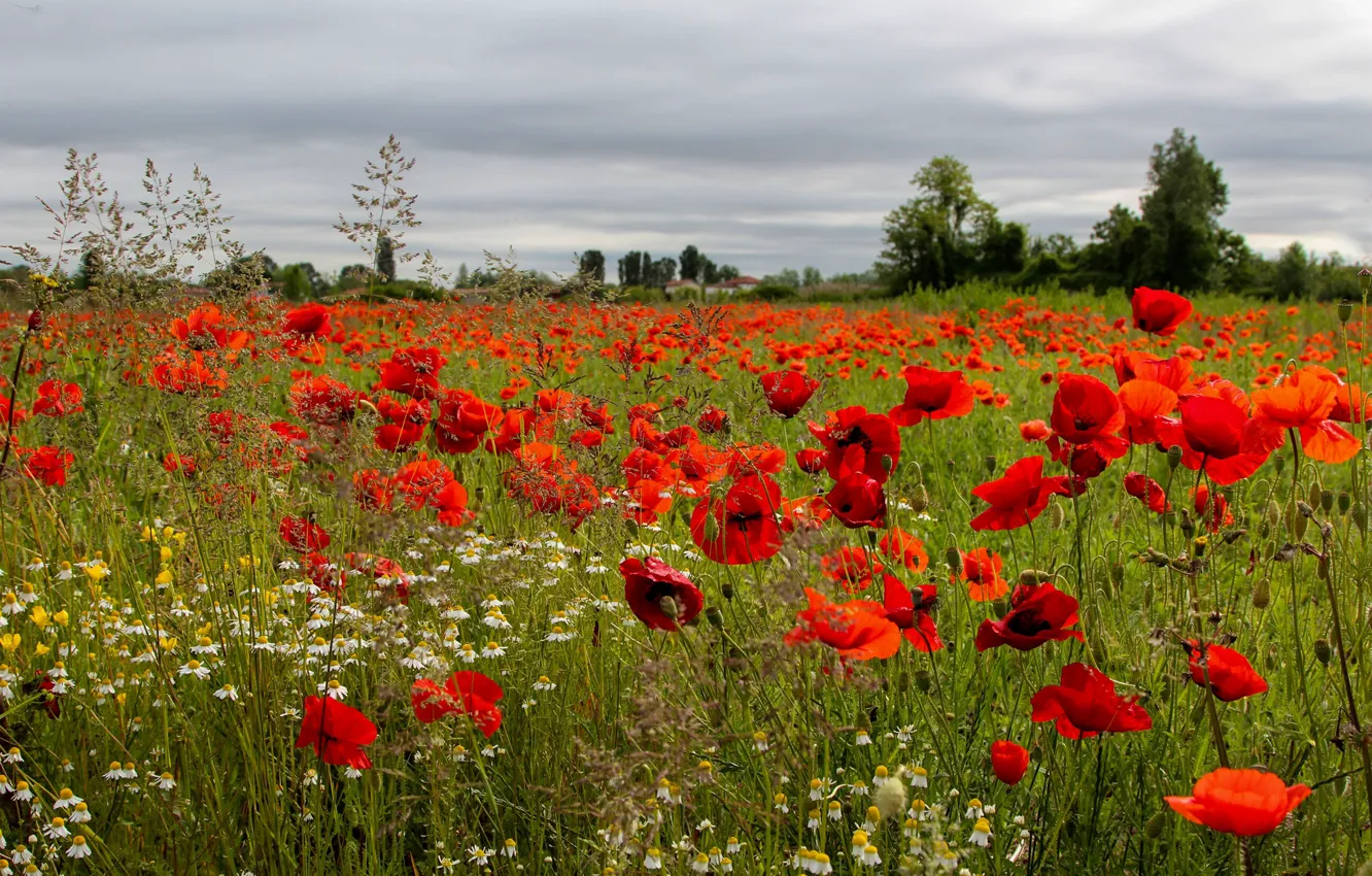 Photo wallpaper flowers, Maki, meadow, poppy field