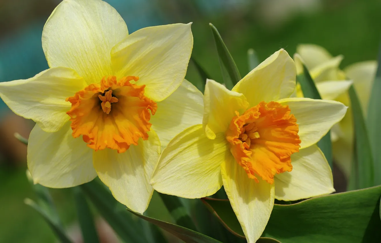 Photo wallpaper macro, spring, daffodils