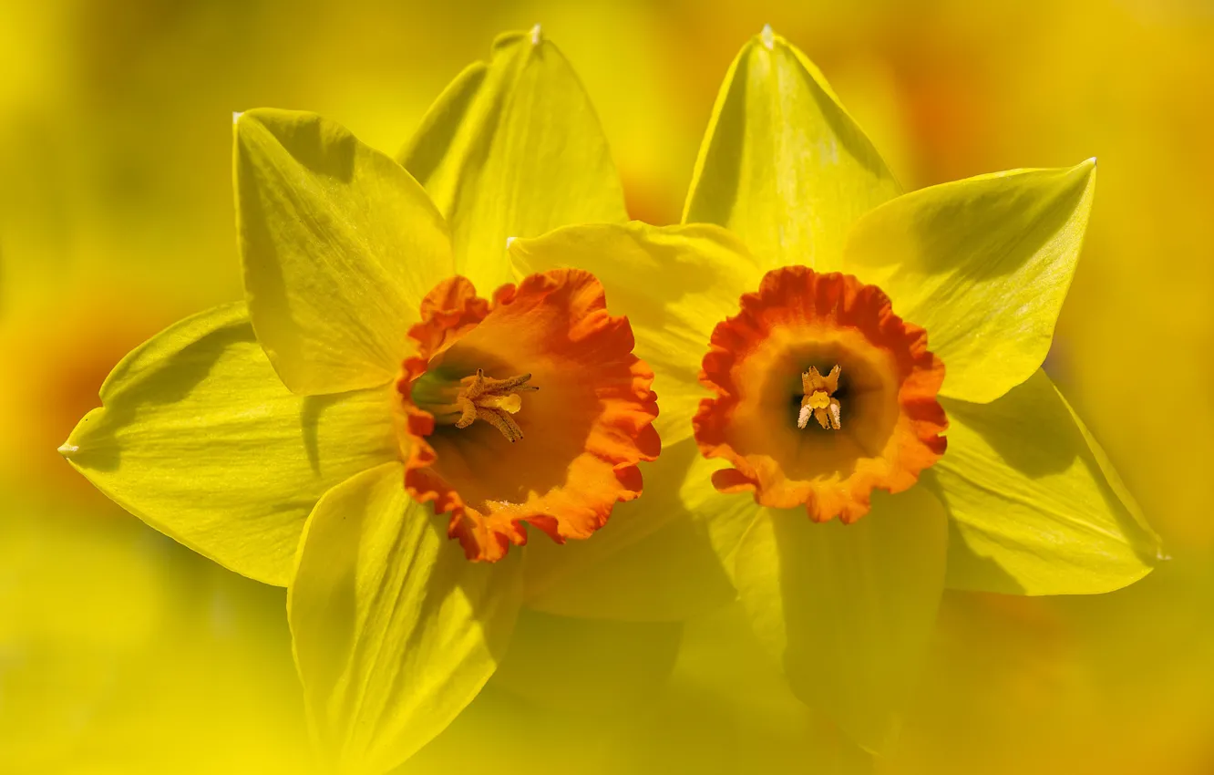 Photo wallpaper flowers, background, petals, daffodils