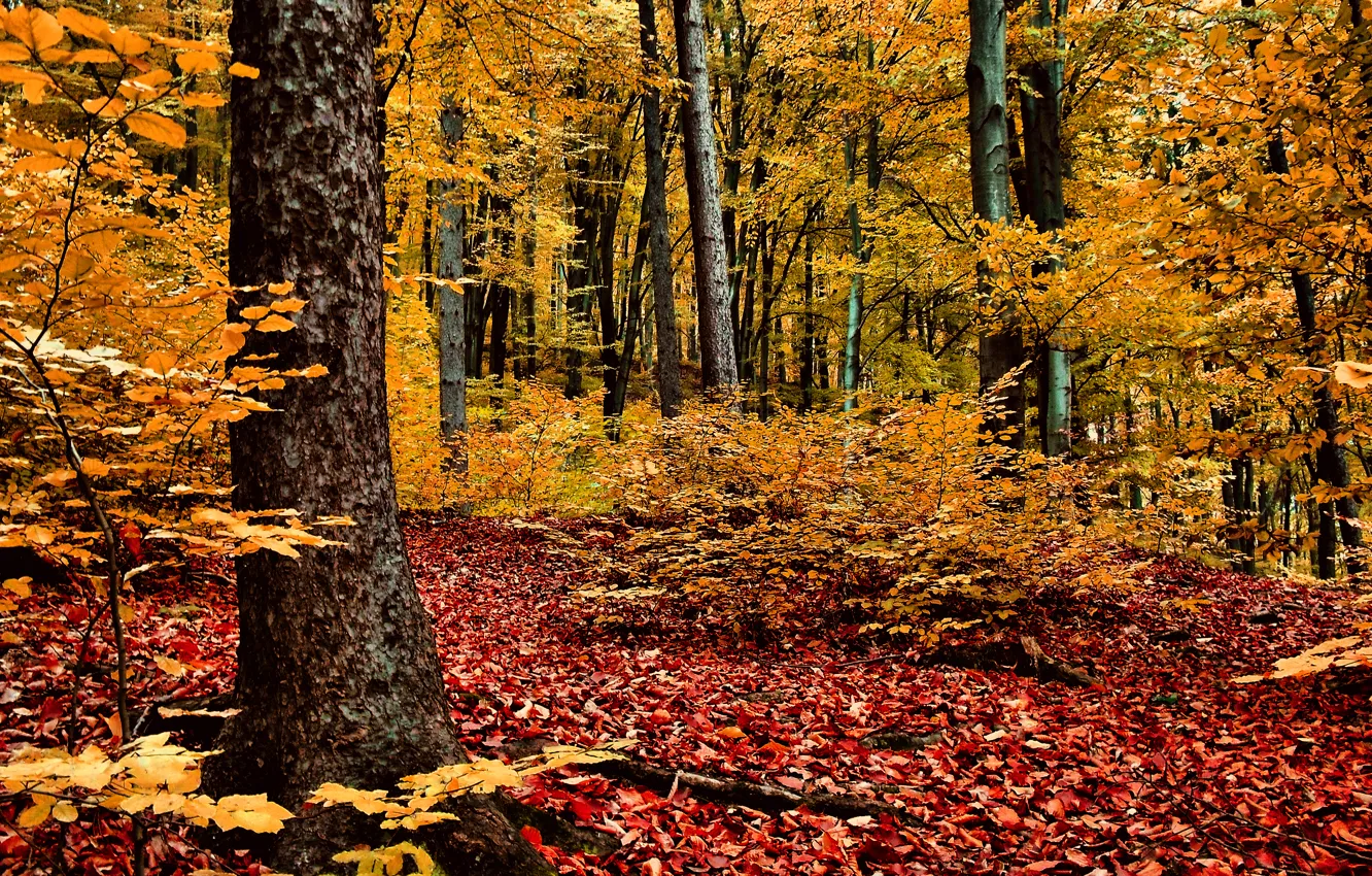 Photo wallpaper autumn, forest, trees, red-yellow foliage