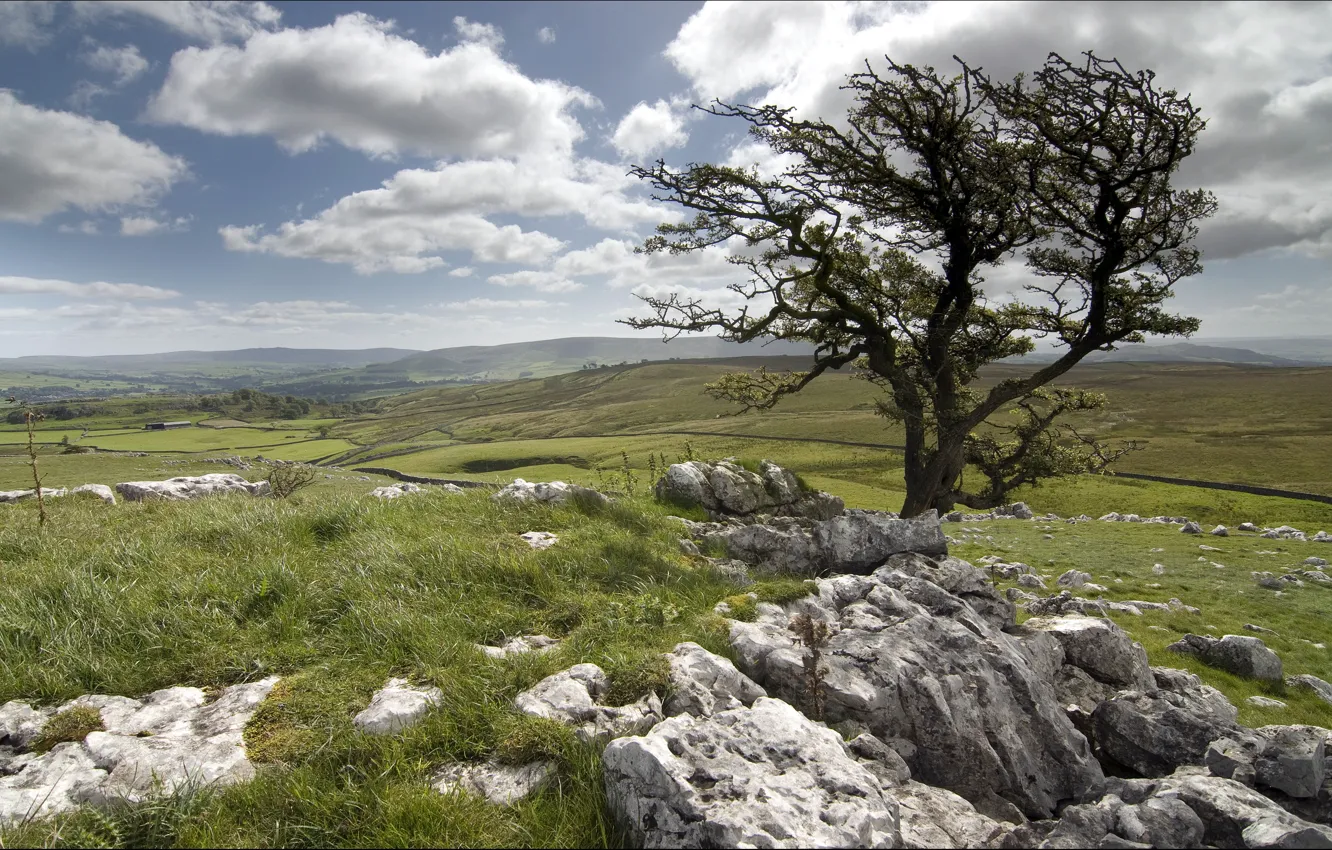 Photo wallpaper field, trees, landscape, stones