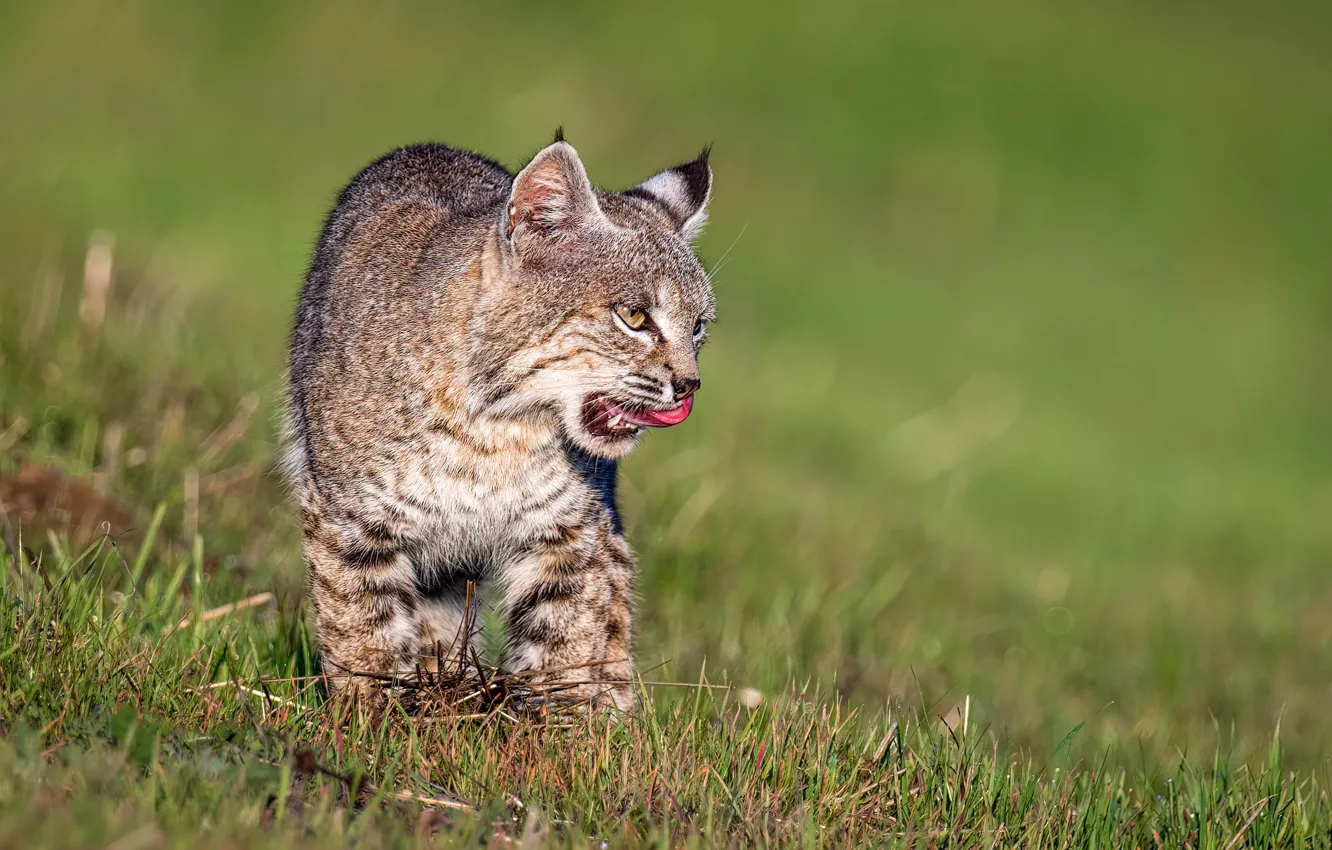 Photo wallpaper language, grass, look, face, nature, glade, walk, lynx