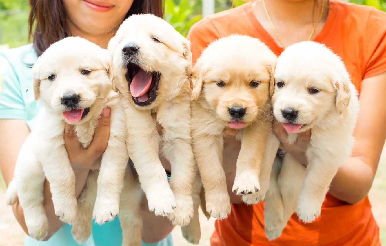 Photo wallpaper dogs, puppies, Quartet
