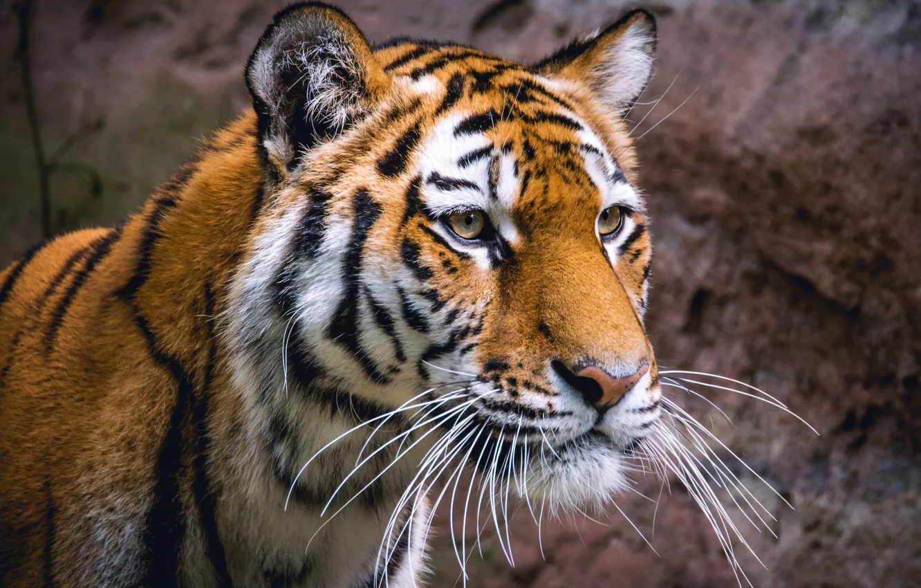 Photo wallpaper portrait, look, background, face, tiger