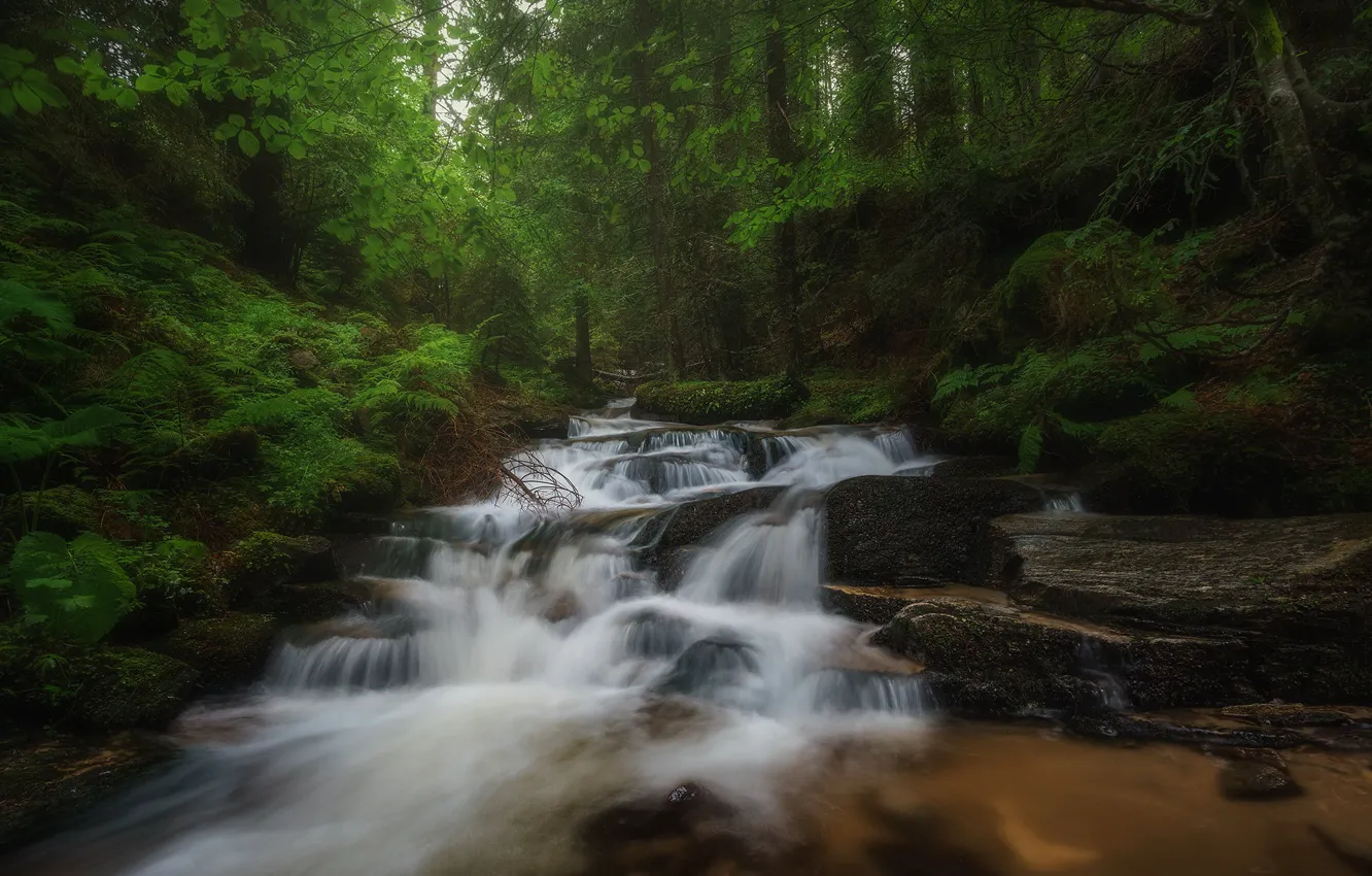 Photo wallpaper forest, thickets, waterfall
