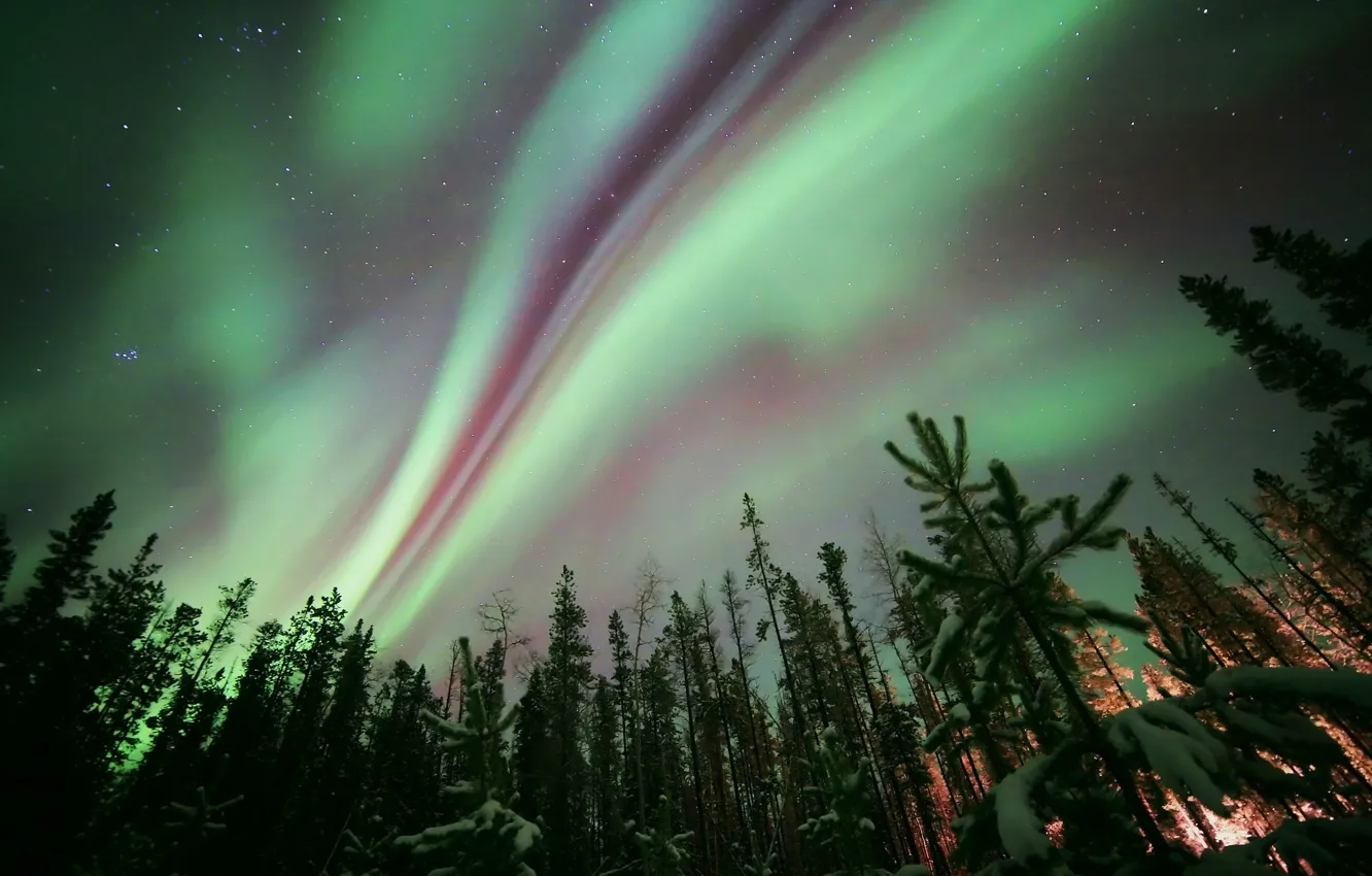 Photo wallpaper forest, stars, trees, night, nature, Northern lights, Aurora Borealis
