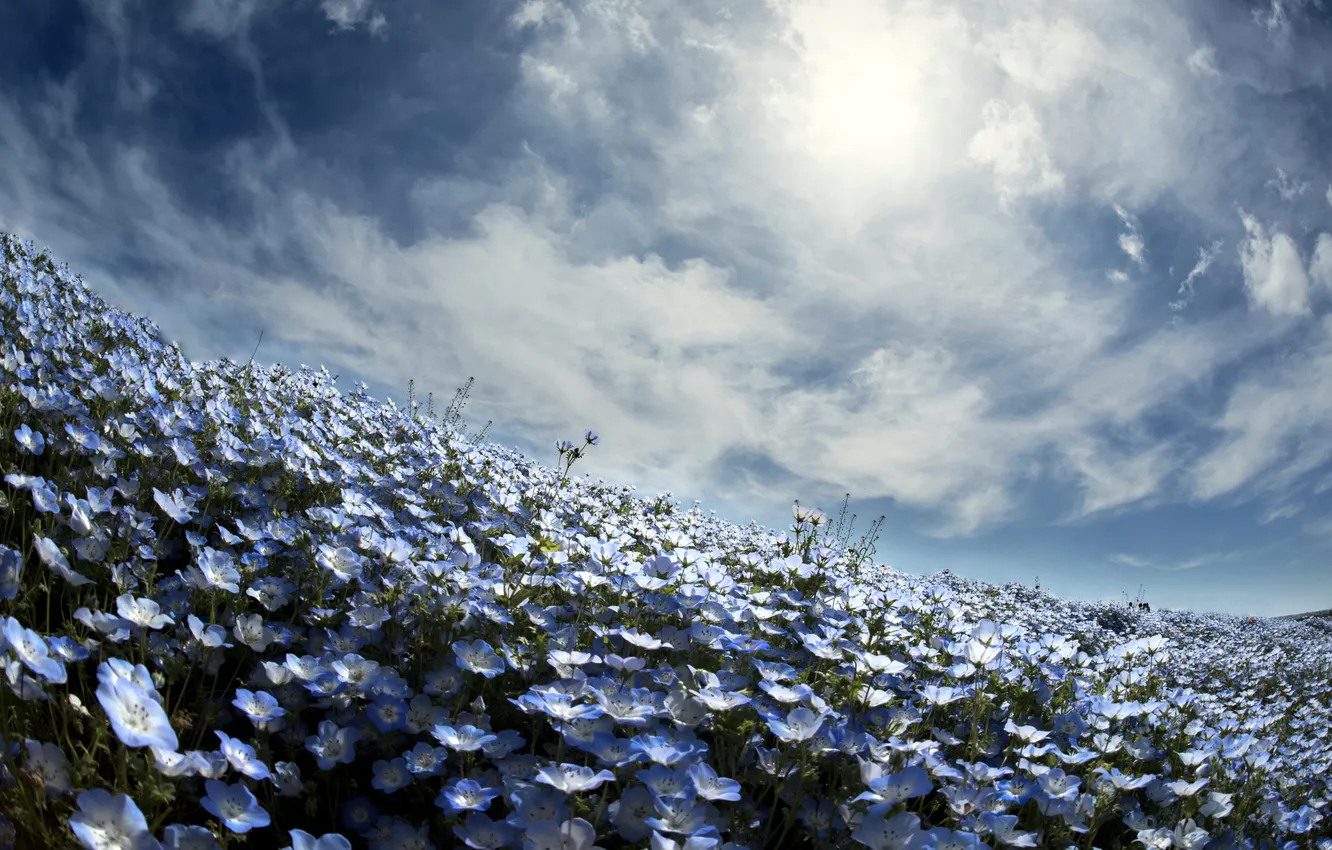 Photo wallpaper the sky, flowers, spring