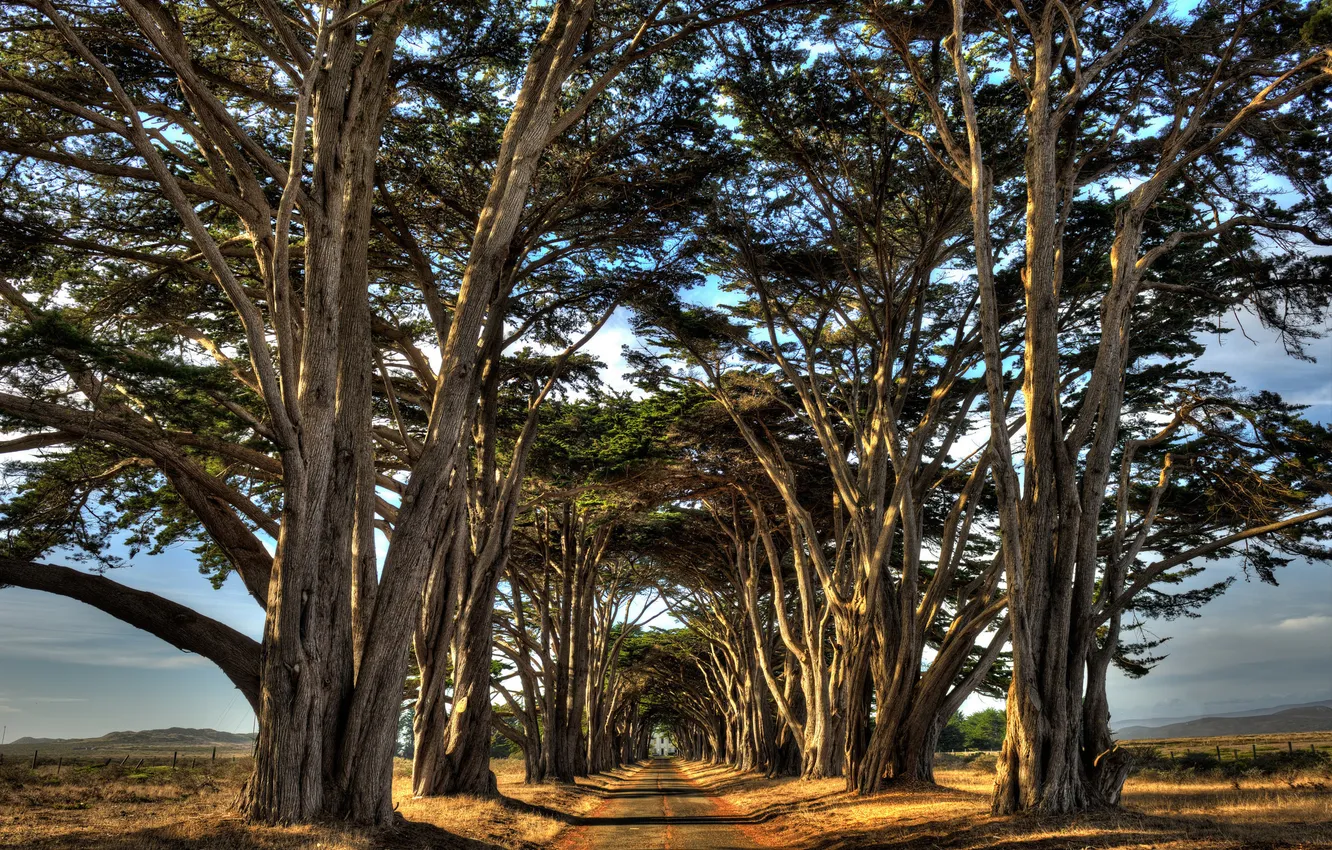 Photo wallpaper road, trees, landscape