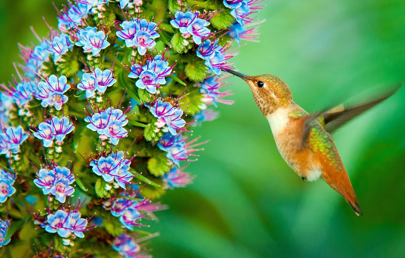 Photo wallpaper flower, bird, Hummingbird