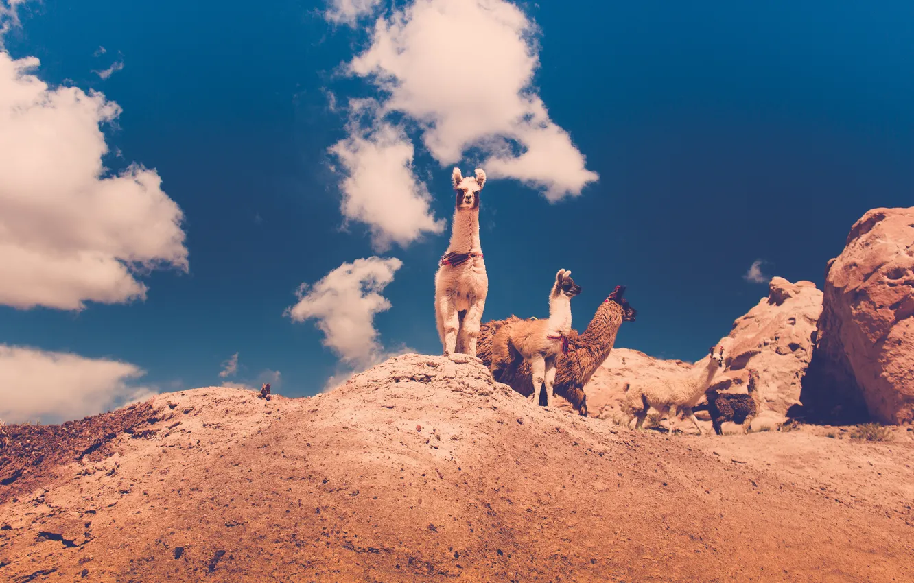 Photo wallpaper the sky, clouds, wool, looks, Lama