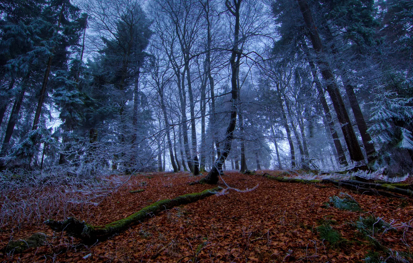 Photo wallpaper winter, autumn, forest, leaves, trees, times, year