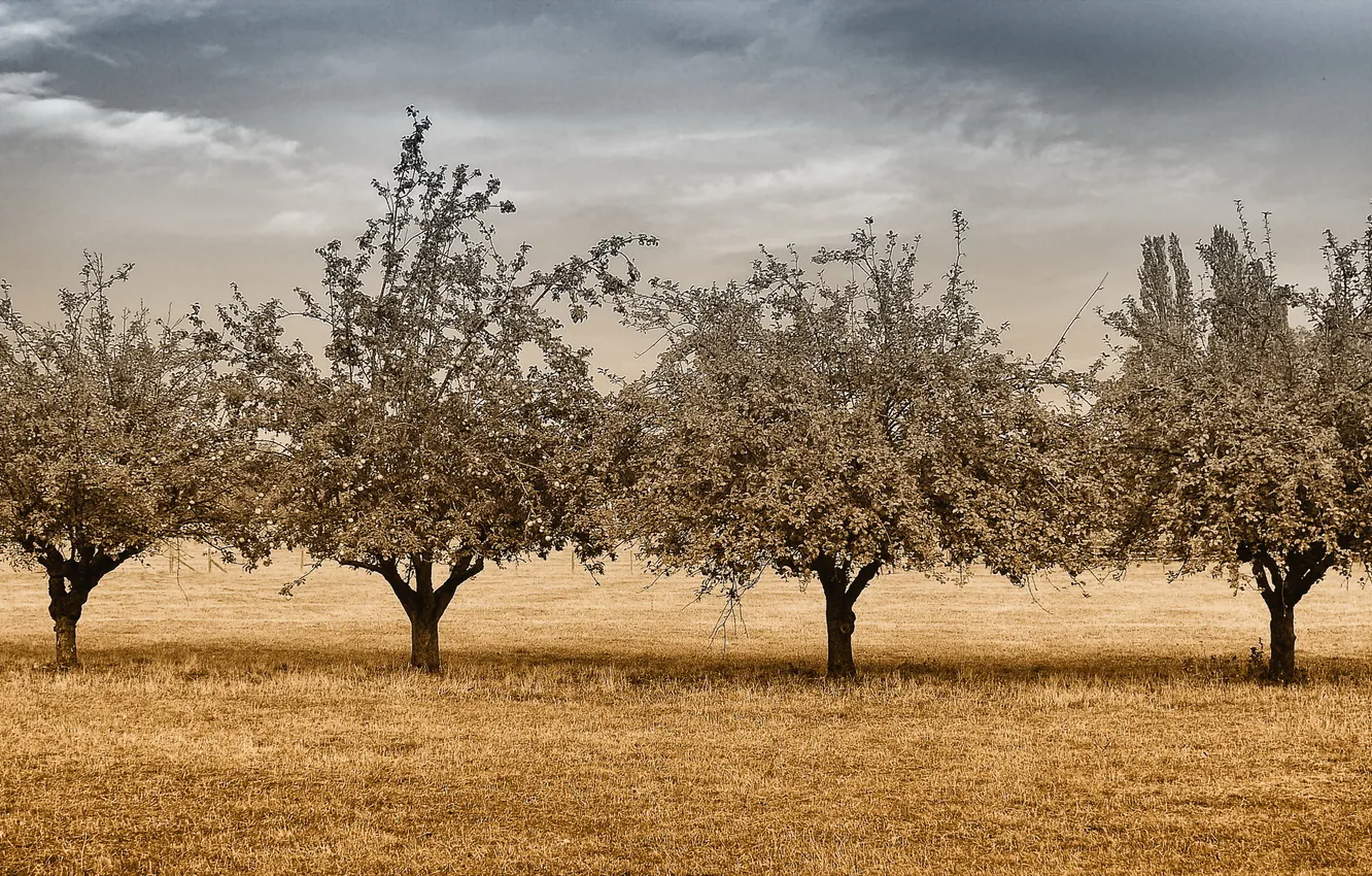 Photo wallpaper field, trees, landscape