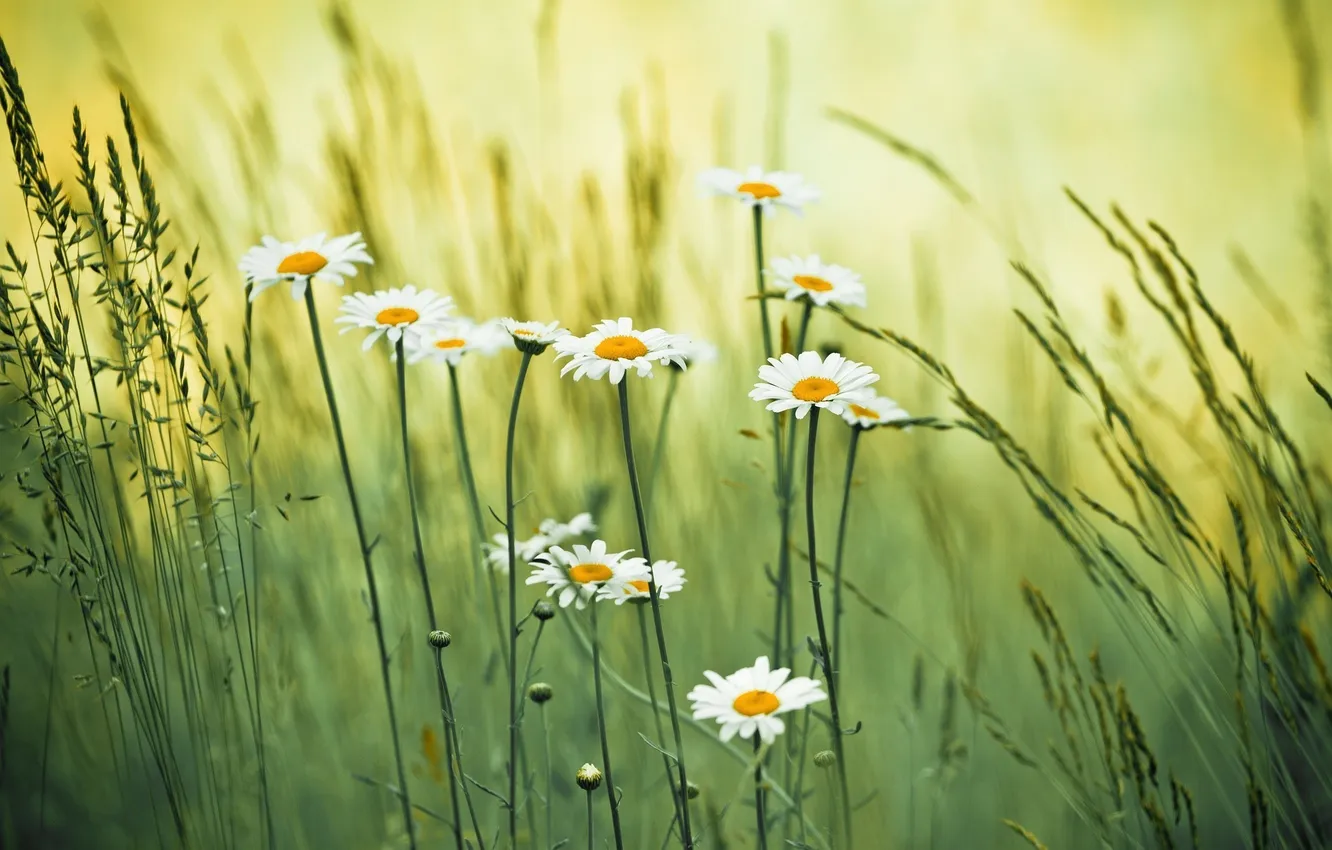 Photo wallpaper grass, flowers, chamomile