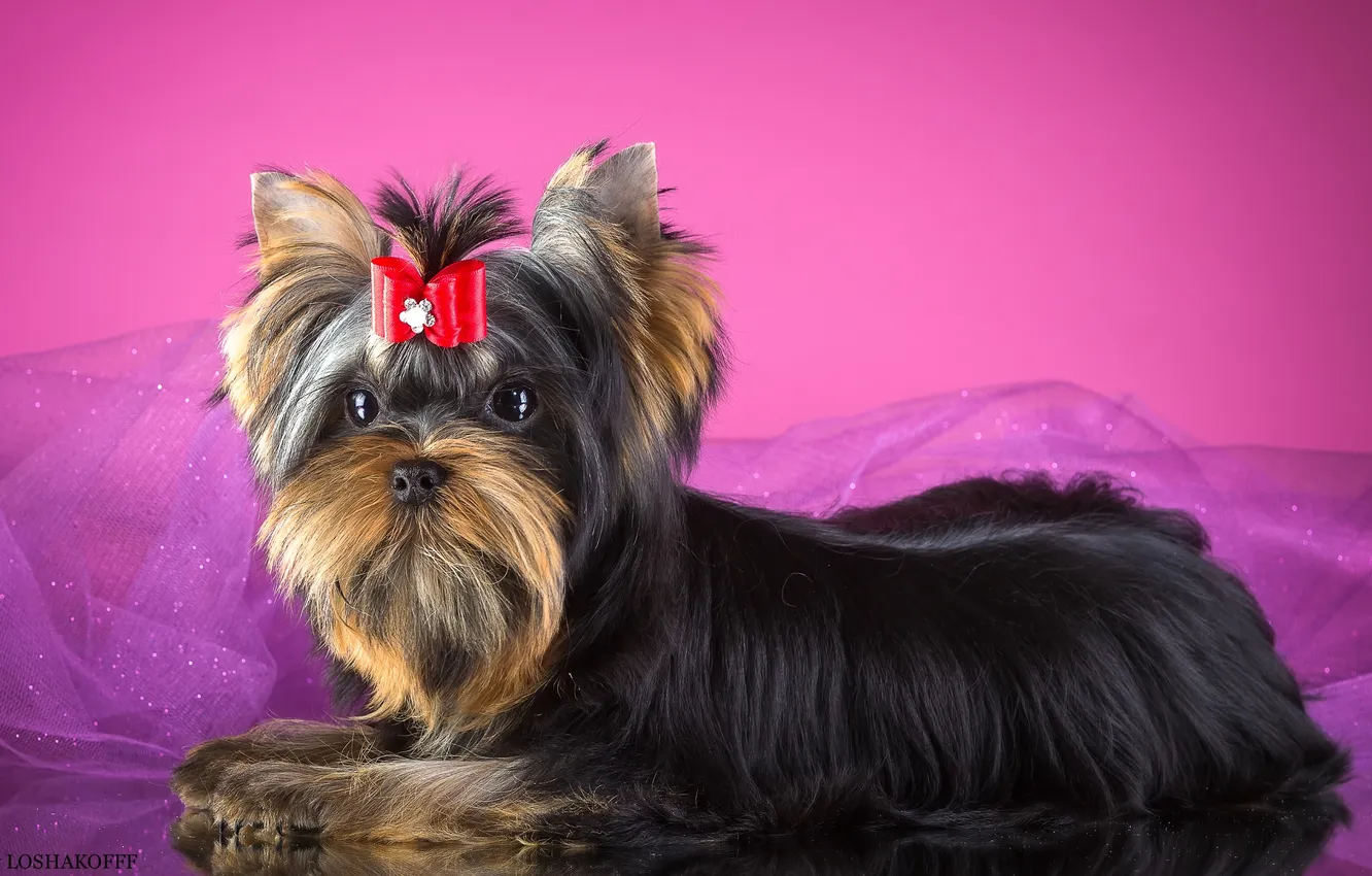 Photo wallpaper bow, York, Terrier