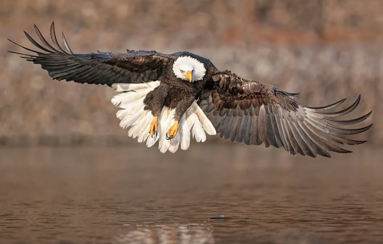 Photo wallpaper look, flight, bird, wings, pond, predatory, bald eagle, over the water