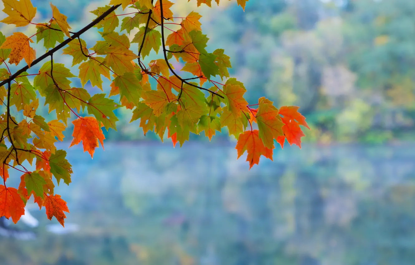 Photo wallpaper leaves, branches, background, maple, autumn