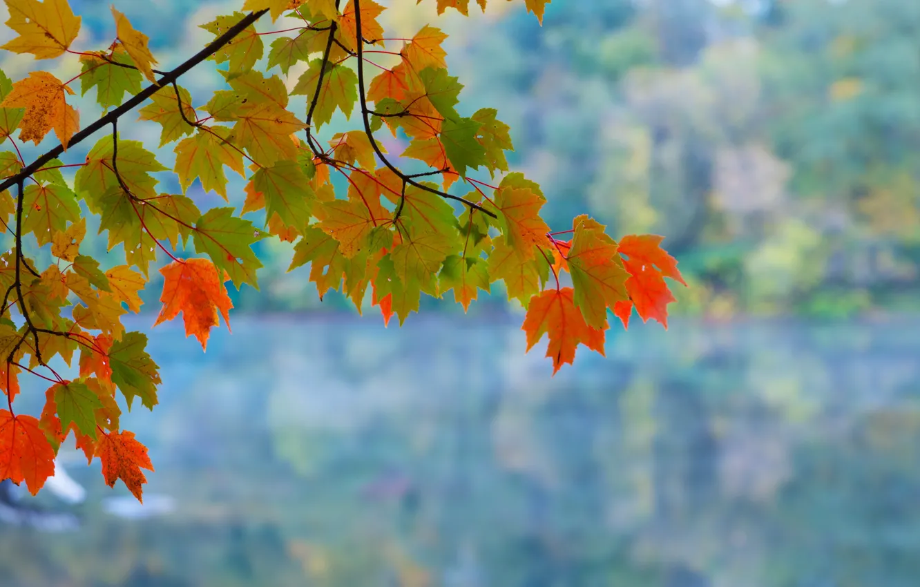 Photo wallpaper leaves, background, branch, maple, autumn