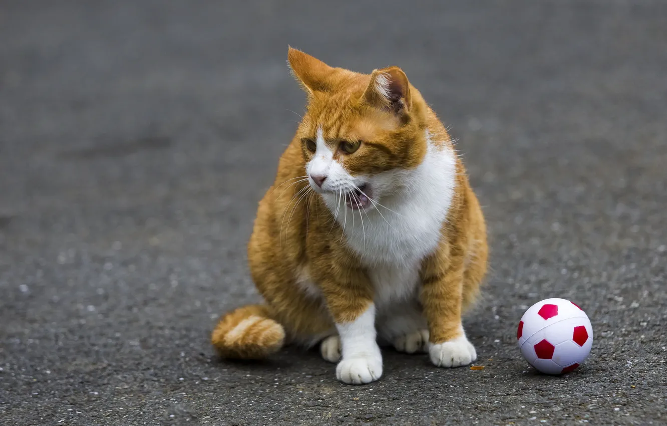 Photo wallpaper cat, red, the ball