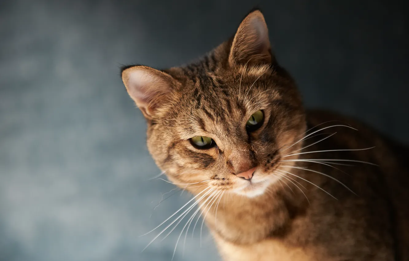 Photo wallpaper cat, mustache, face, background