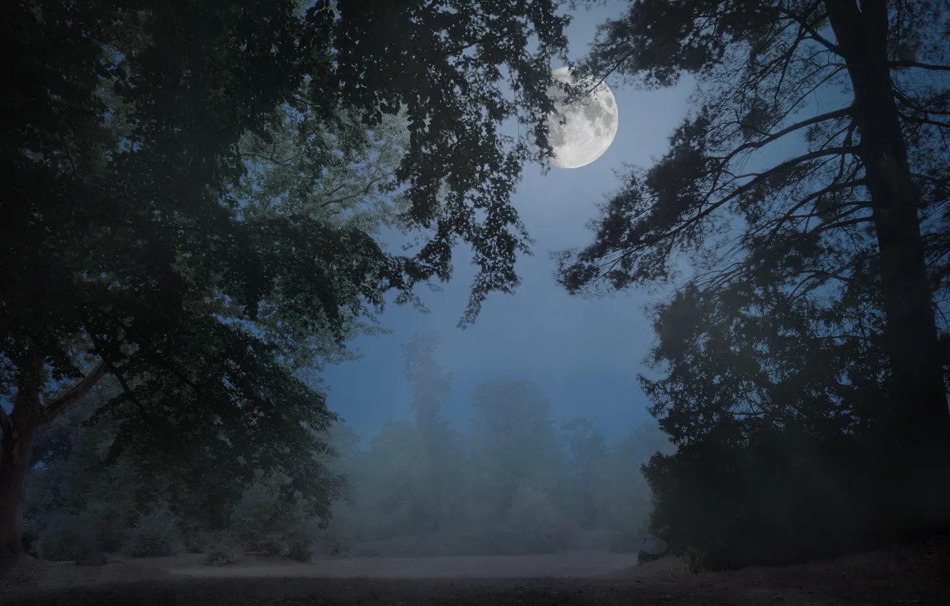 Photo wallpaper forest, the sky, trees, night, branches, fog, darkness, the moon