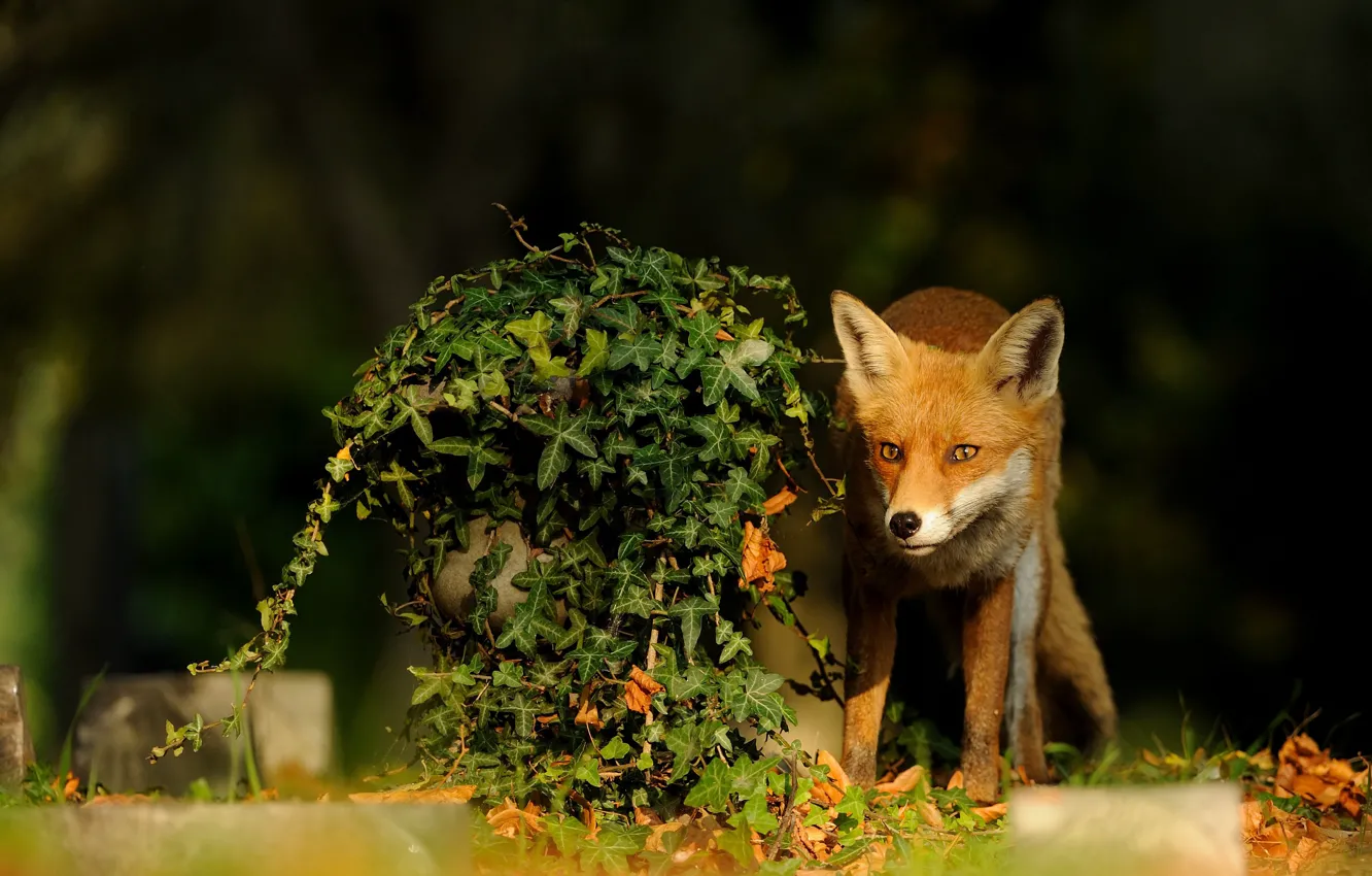 Photo wallpaper nature, Fox, ivy