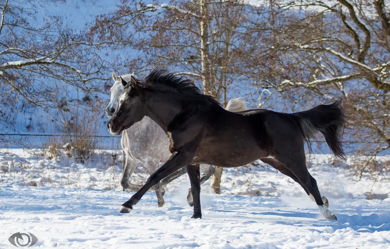 Photo wallpaper grey, horse, horse, running, pair, crows, two, corral