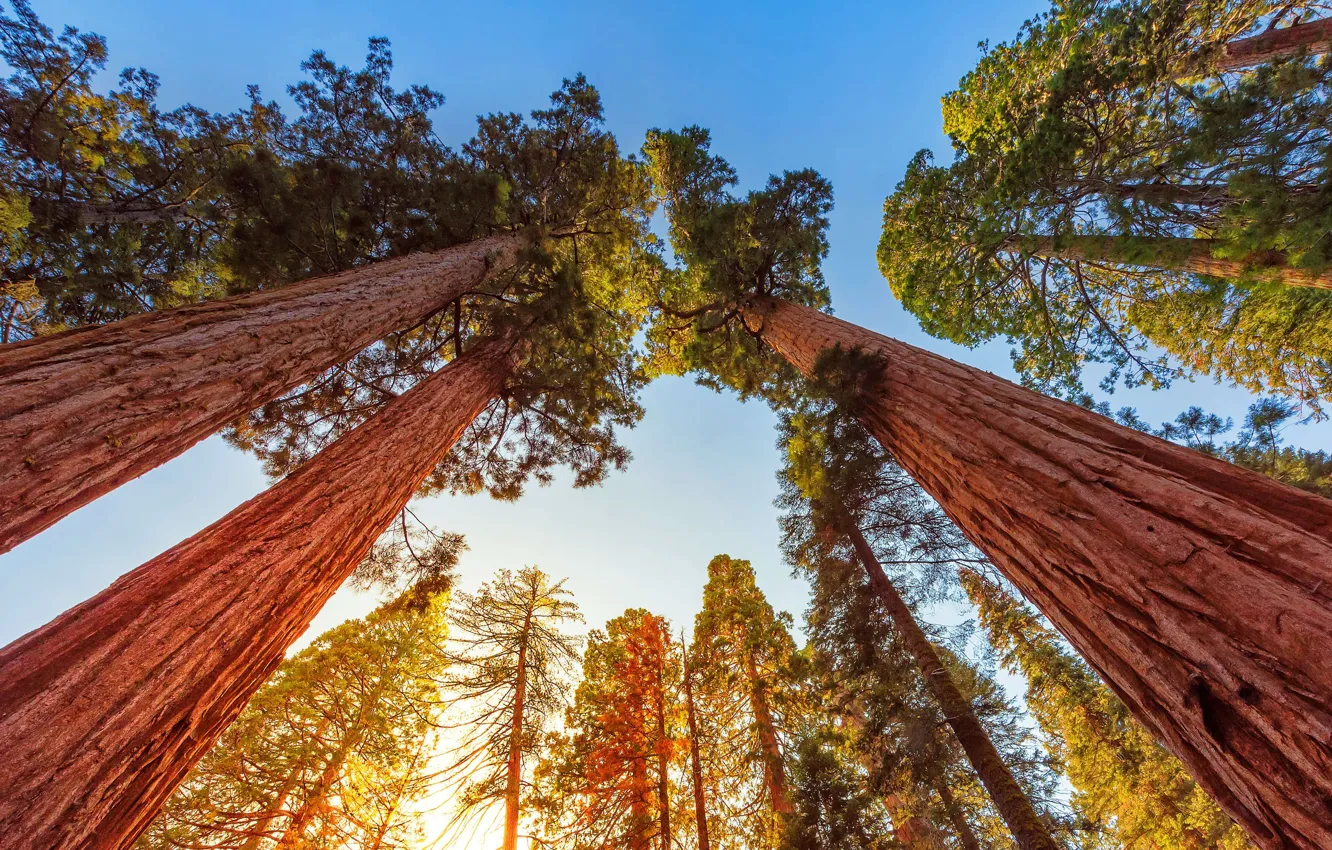 Photo wallpaper the sky, trees, CA, USA, Sequoia national Park, the giant Sequoia, giant Sequoia, mammoth tree