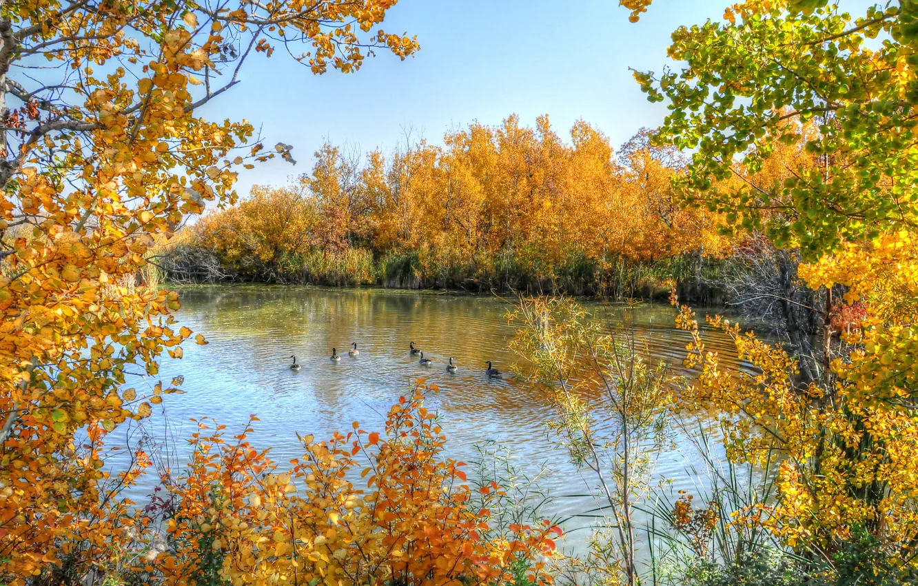 Photo wallpaper autumn, the sky, trees, lake, duck