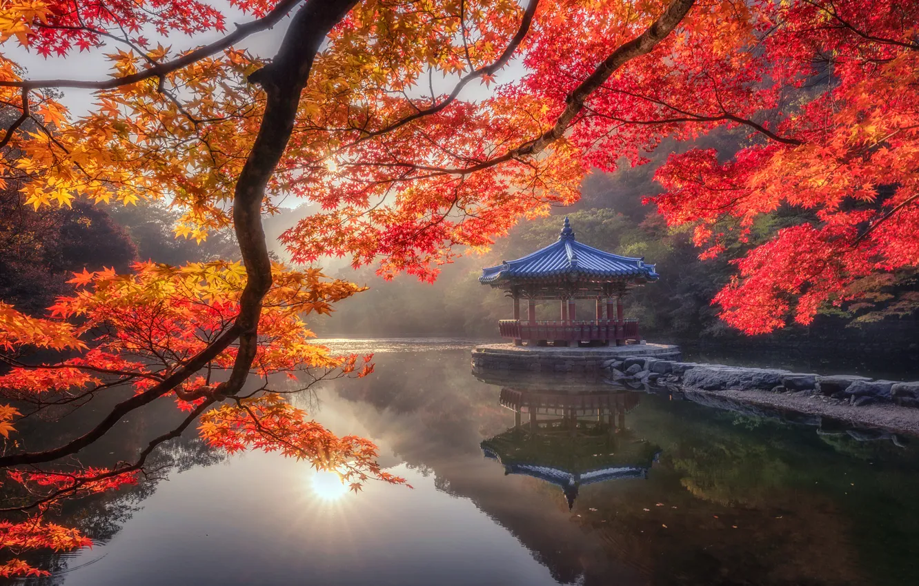Photo wallpaper autumn, light, trees, branches, fog, lake, pond, Park