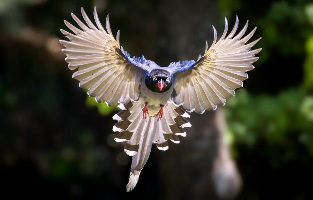 Photo wallpaper bird, wings, flight, bokeh