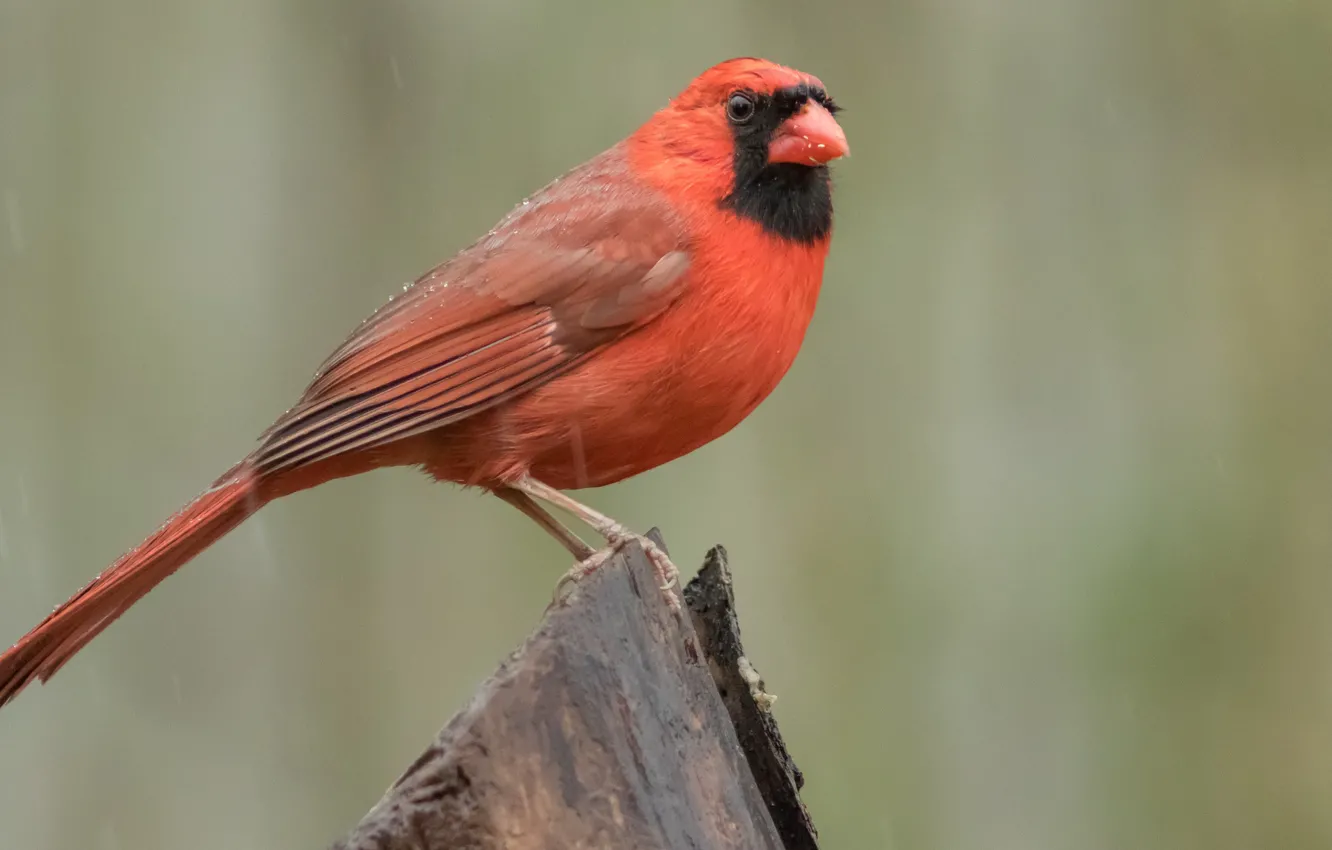 Photo wallpaper bird, cardinal, red cardinal