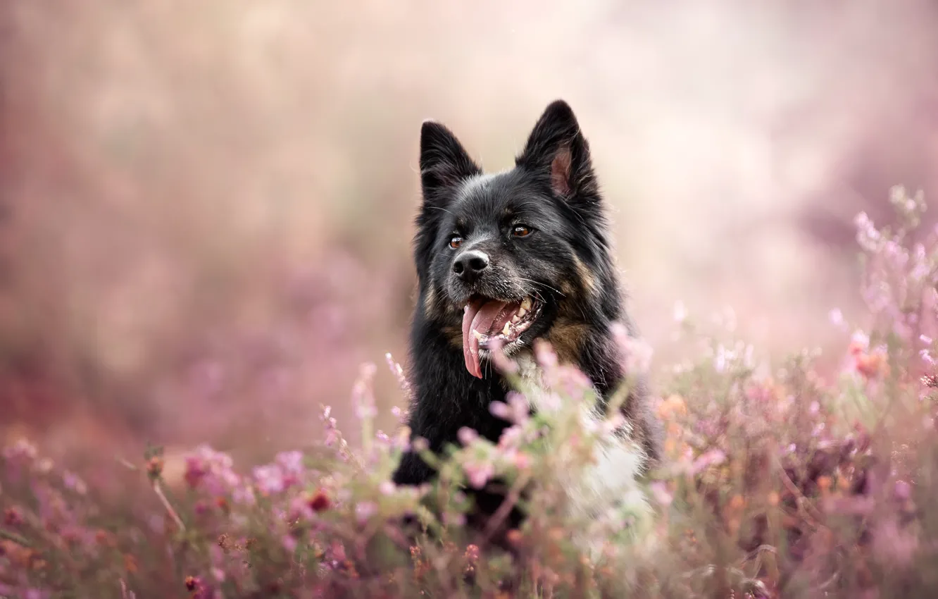 Photo wallpaper language, face, dog, bokeh, Heather