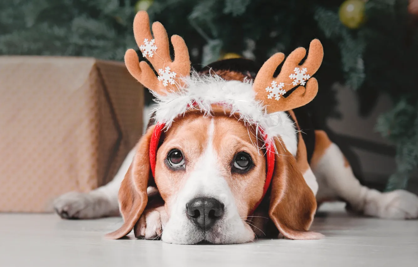 Photo wallpaper snowflakes, holiday, tree, Christmas, dog, horns