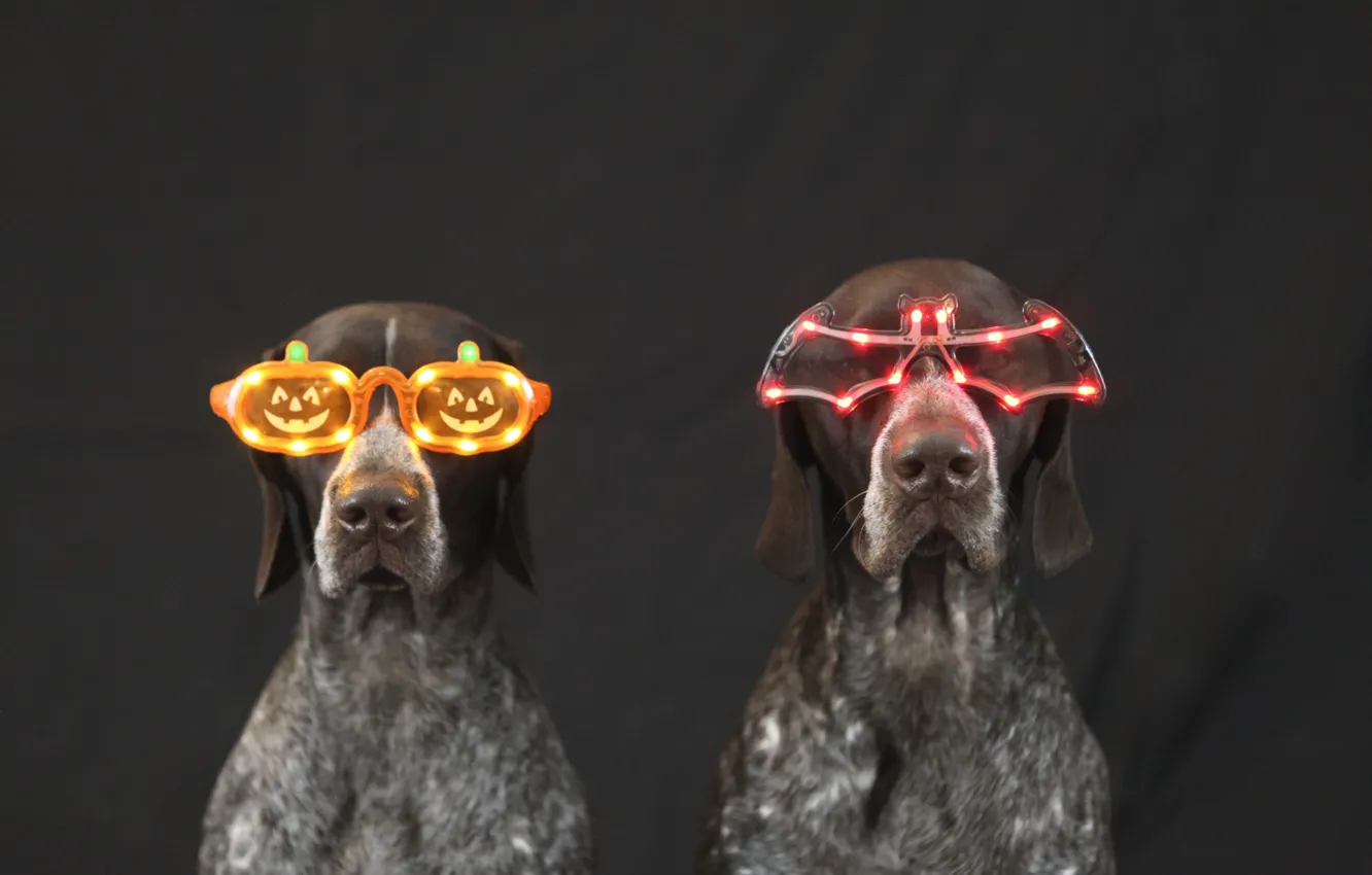 Photo wallpaper animals, dogs, light, holiday, glasses, black background