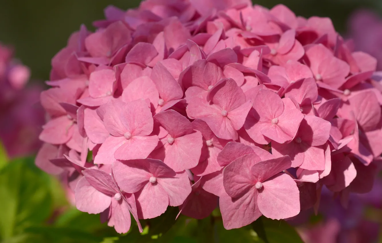 Photo wallpaper flowers, background, petals, gentle, pink, flowering, hydrangea, inflorescence