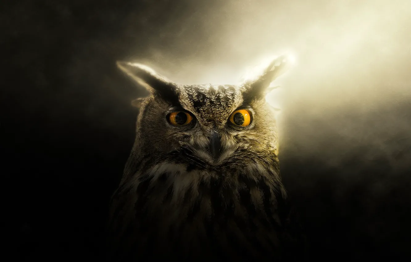 Photo wallpaper eyes, look, light, owl