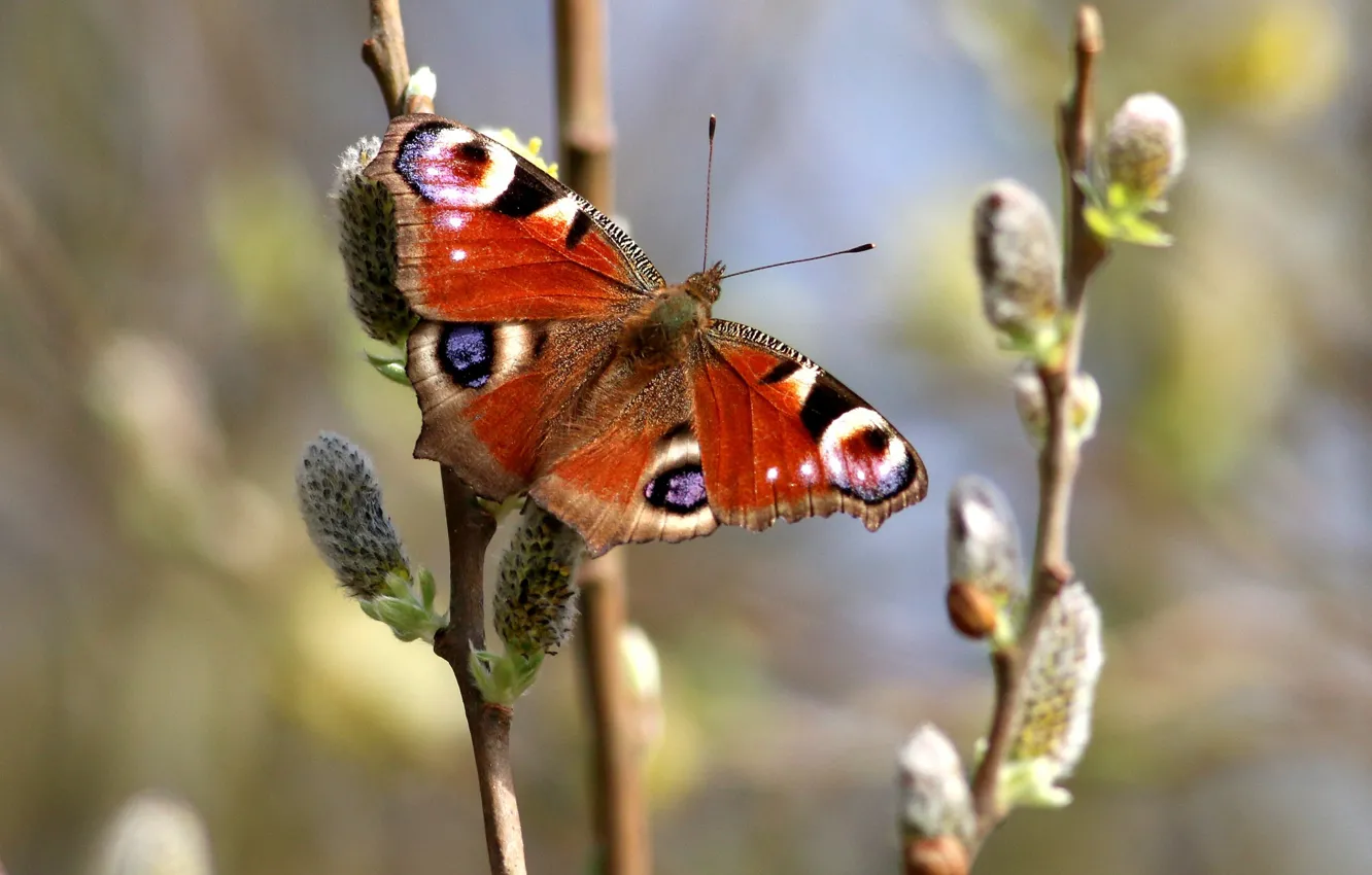 Photo wallpaper butterfly, wings, spring, Verba