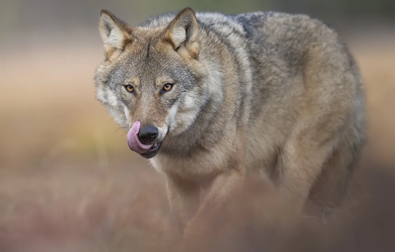 Photo wallpaper language, look, face, grey, background, wolf, portrait, predator