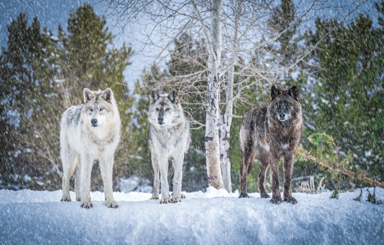 Photo wallpaper winter, snow, trees, wolves, trio, Trinity, orderlies of the forest
