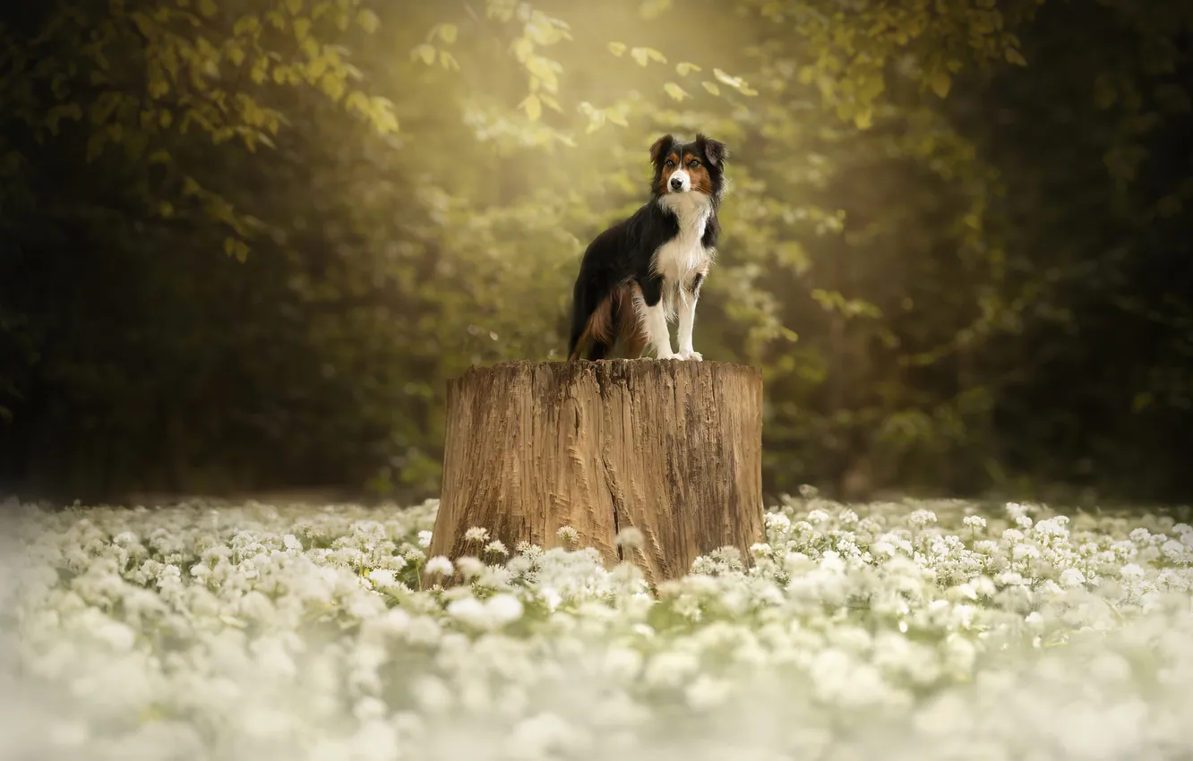 Photo wallpaper look, flowers, nature, pose, Park, glade, foliage, stump