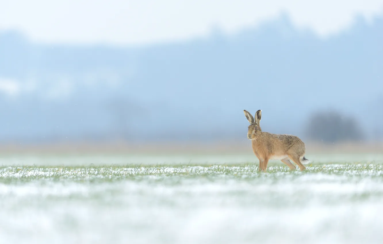Photo wallpaper winter, field, grass, snow, nature, fog, grey, hare