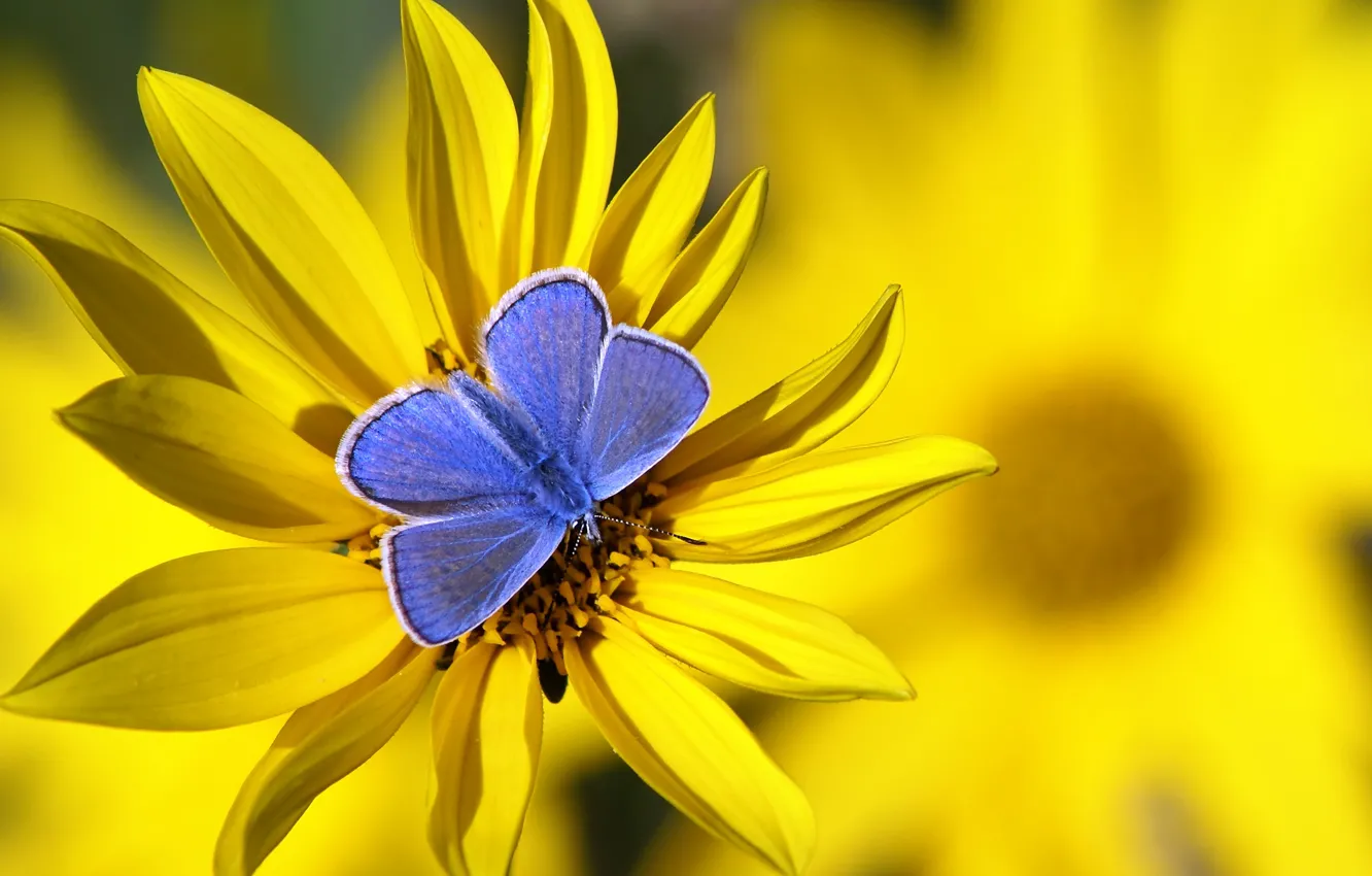 Photo wallpaper flower, butterfly, blue