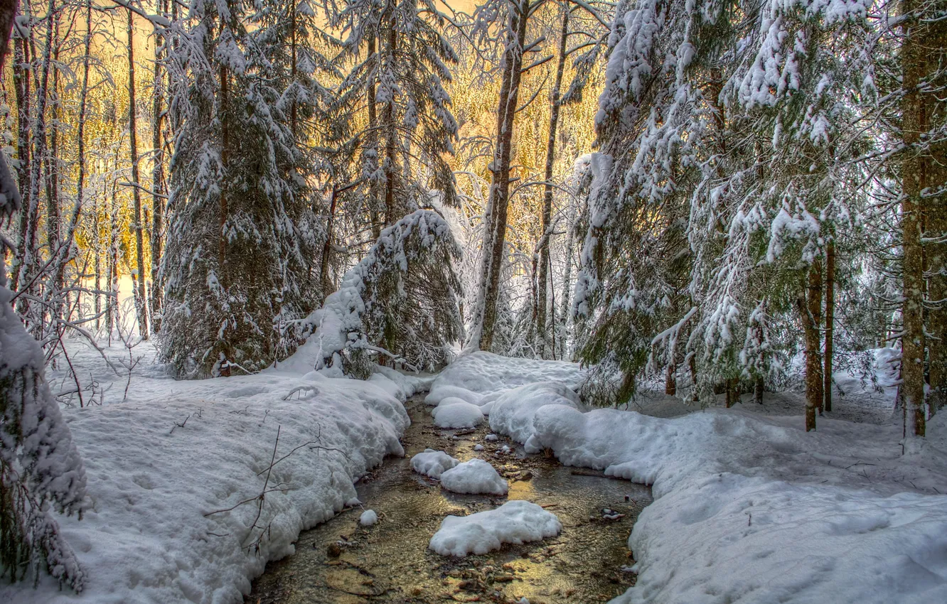 Photo wallpaper winter, forest, snow, trees, stream