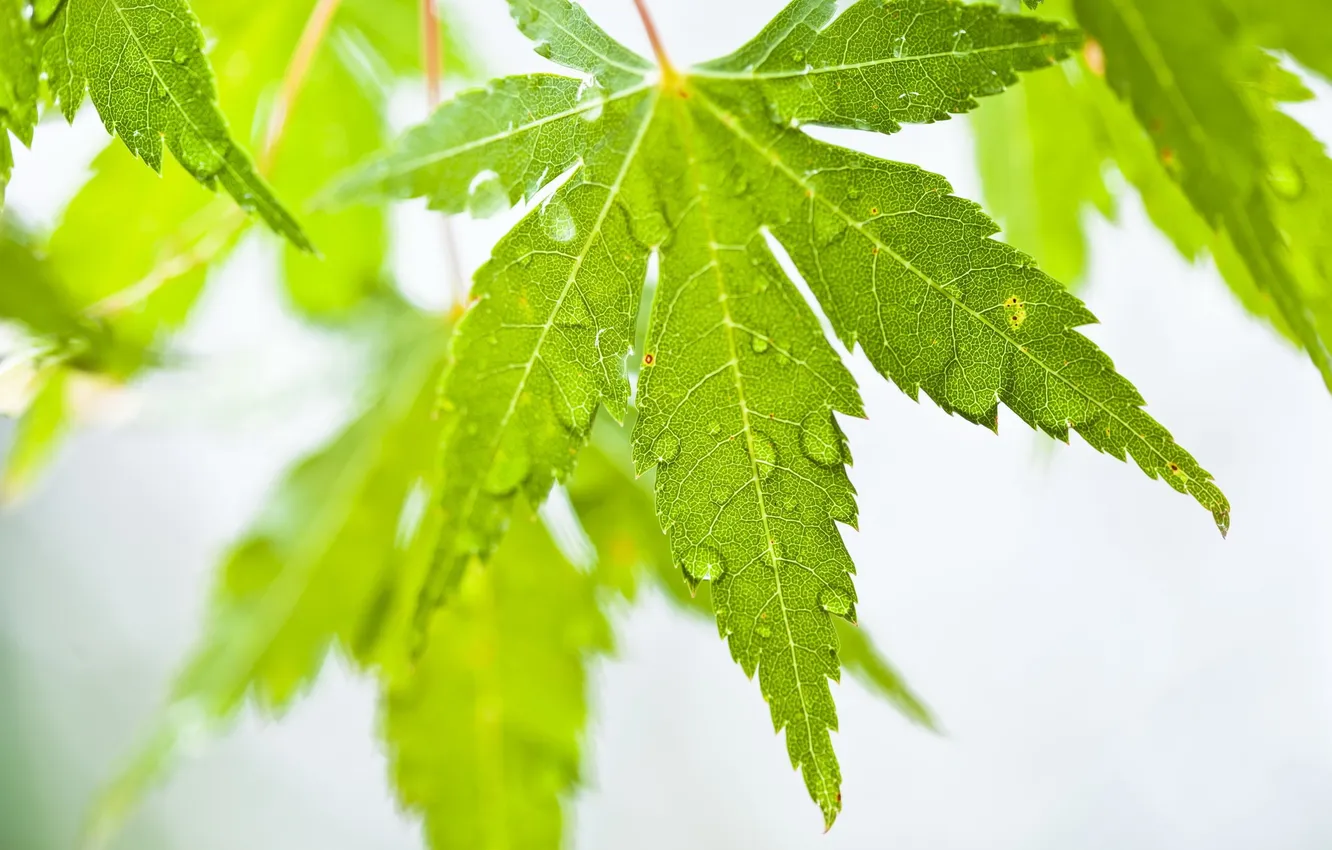 Photo wallpaper leaves, drops, nature